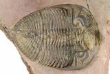 Spiny Zlichovaspis Trilobite - Lghaft, Morocco #383225-1